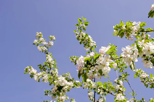 Blommande äppelträd. — Stockfoto