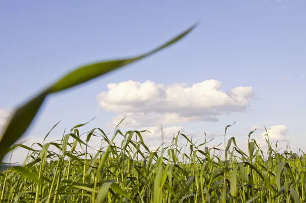 Grünes Feld für die Landwirtschaft. — Stockfoto
