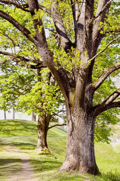 골목 양쪽에 오래 된 나무. — 스톡 사진