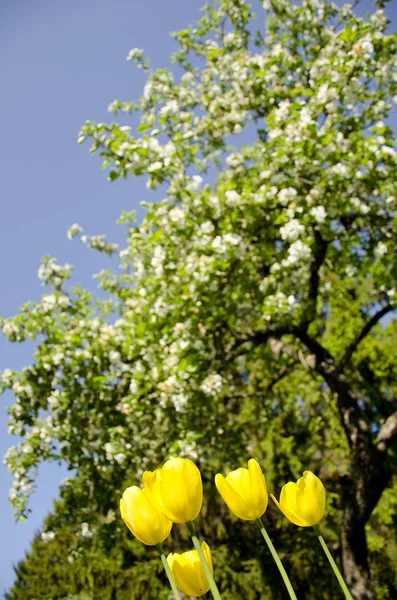 Yellow tulips in background of blooming tree. — Stock Photo, Image