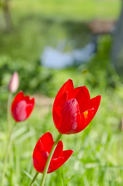 Czerwone tulipany. — Zdjęcie stockowe