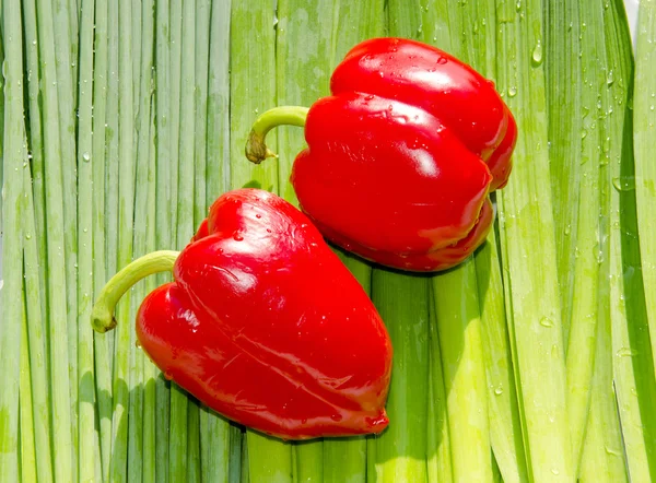 Two fat red paprikas. Orions. — Stock Photo, Image