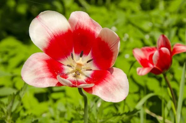 Röd-vit tulip bloom. — Stockfoto