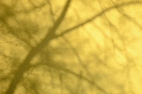 Sombra de árvore na parede branca. — Fotografia de Stock