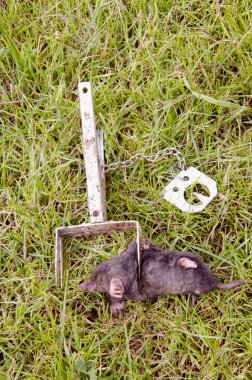 Mole caught with traps. clipart