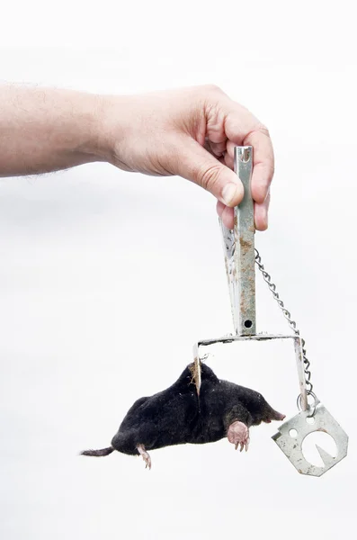 Mole caught with traps. — Stock Photo, Image