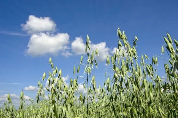 Field of oats. — Stock Photo, Image