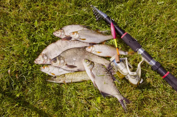 Frisch gefangene Fische. — Stockfoto