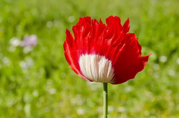 Merah putih poppy . — Stok Foto
