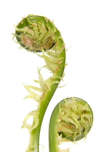 Fern leaf stems. — Stock Photo, Image