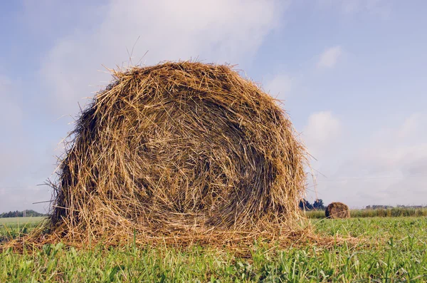 Rolls of hay — Stock Photo, Image