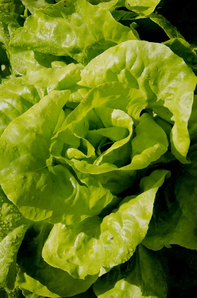 stock image Salad bush.