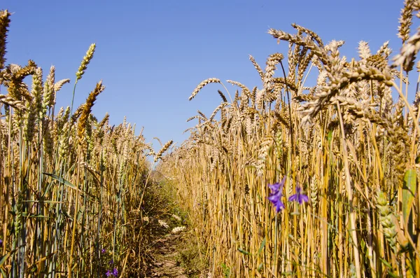 Pad tussen wheats. — Stockfoto