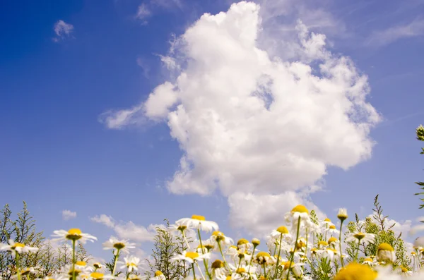 Daisy in the background of sky. — Stock Photo, Image