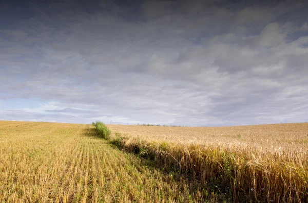 Agricultural field of wheat and rye. — Stock Photo, Image