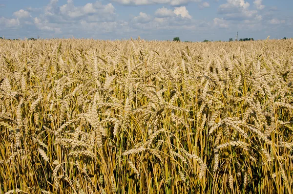 Campo pieno di grano stagionato . — Foto Stock