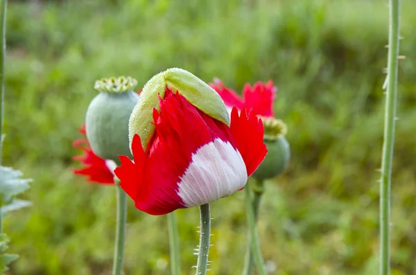 Unfolding red white poppy. — Stok Foto