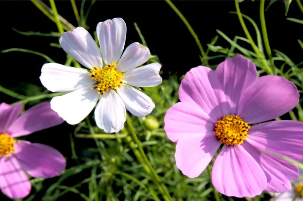 분홍빛 과 흰색 꽃 — 스톡 사진
