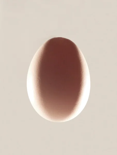 stock image Chicken egg