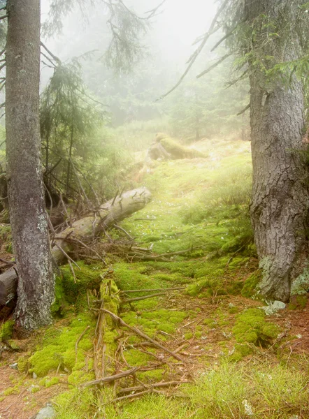 stock image Mist in forest