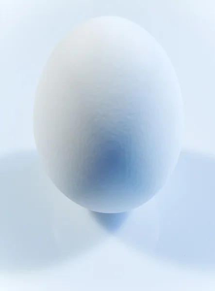 tavuk yumurta