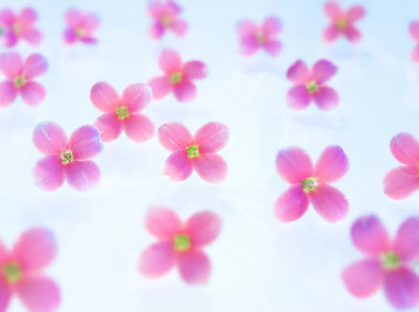 Rosa blomster – stockfoto