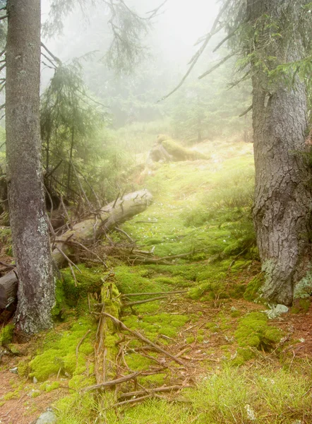 Mist in forest Stock Image