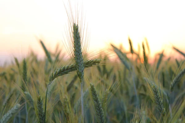 stock image Wheat field