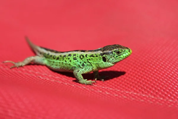 Summer background with lizard — Stock Photo, Image