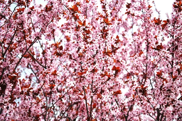 stock image Spring pink tree