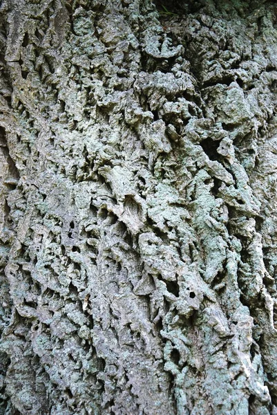 stock image Tree bark texture