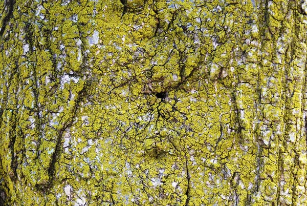 Textura de corteza de árbol — Foto de Stock