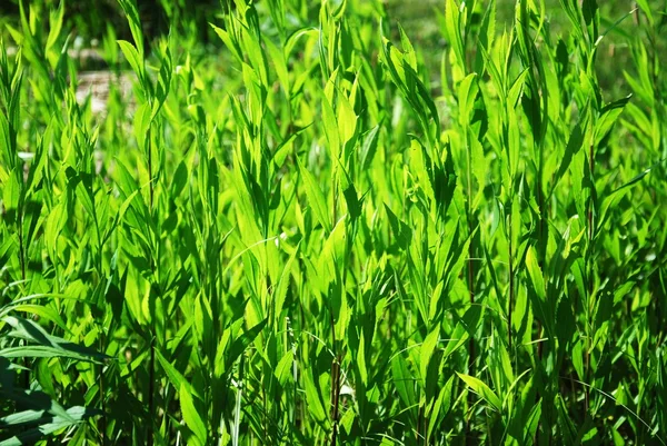 Yeşil Çimen Arkaplanı — Stok fotoğraf