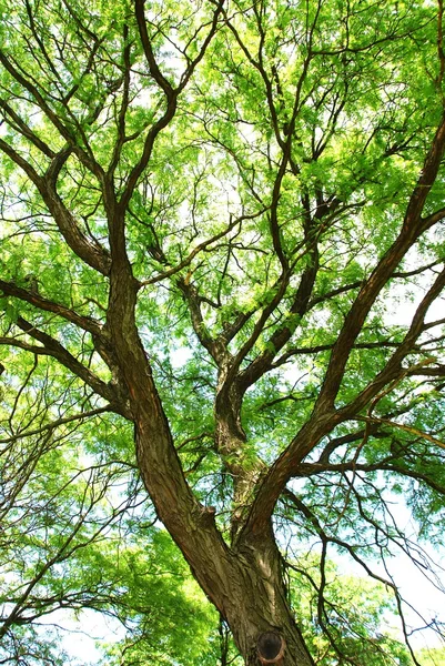 Yeşil treetop — Stok fotoğraf