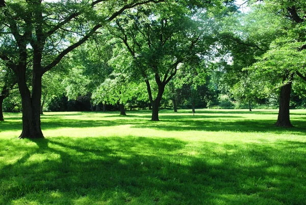 Grön park — Stockfoto