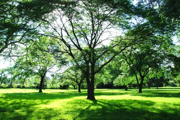 Yeşil park — Stok fotoğraf