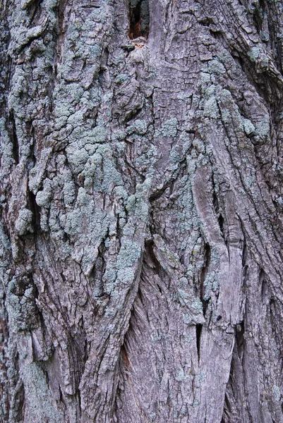 Textura de corteza de árbol —  Fotos de Stock