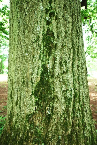 樹皮の質感 — ストック写真