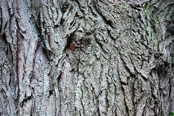 Textura de corteza de árbol —  Fotos de Stock