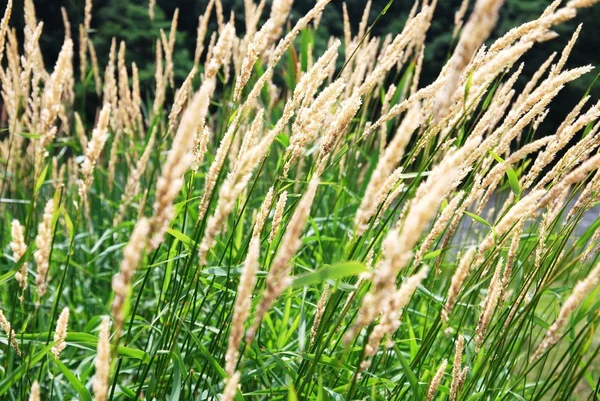 Summer Reeds — Stock Photo, Image