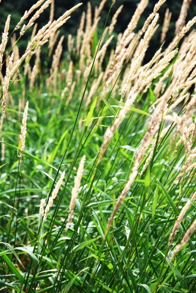 Summer Reeds — Stock Photo, Image