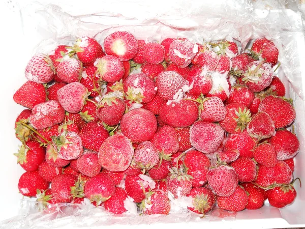 Frozen strawberry — Stock Photo, Image
