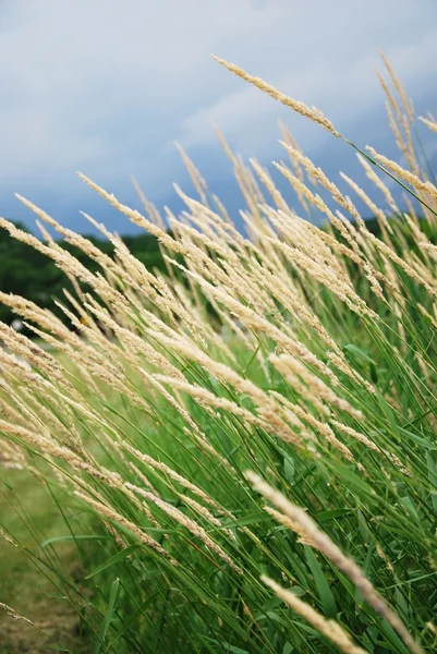 Reeds in summer — Stock Photo, Image