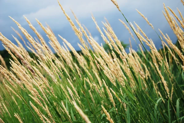 Reeds in summer — Stock Photo, Image