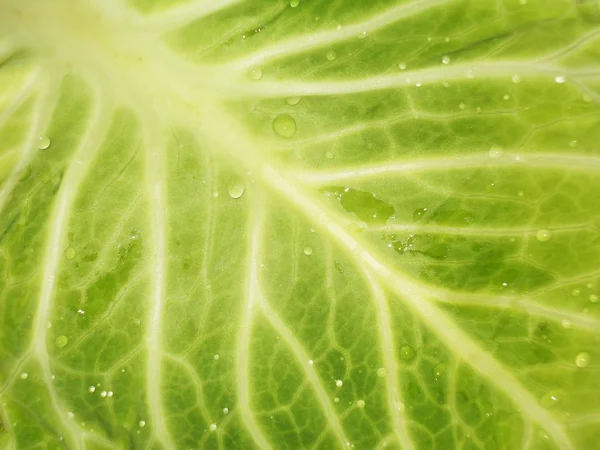 stock image Green leaf cabbage