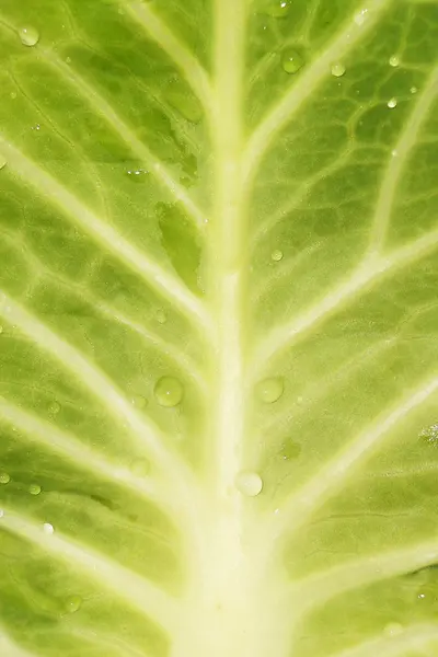 stock image Green leaf cabbage