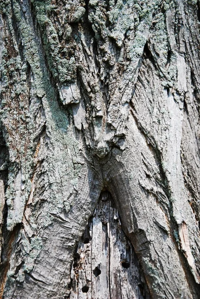 Copac textura scoarță — Fotografie, imagine de stoc