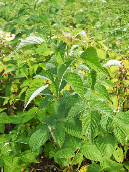 stock image Raspberry bush