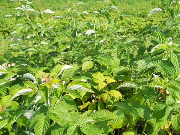 Stock image Raspberry bush