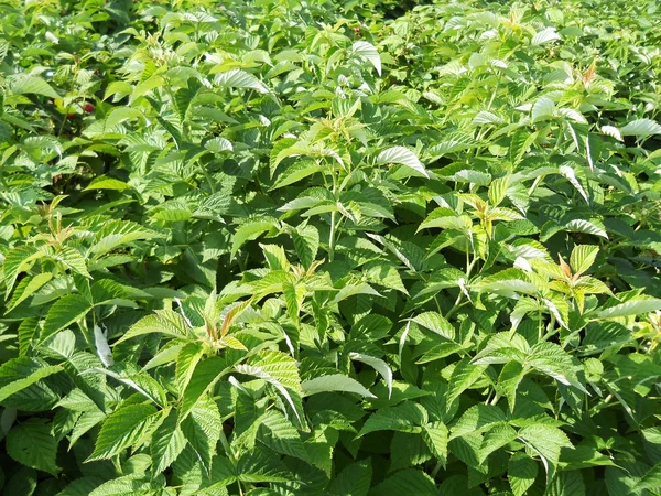 stock image Raspberry bush